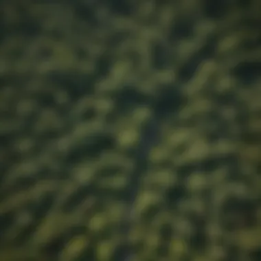 Aerial view of a tree canopy highlighting measurement techniques