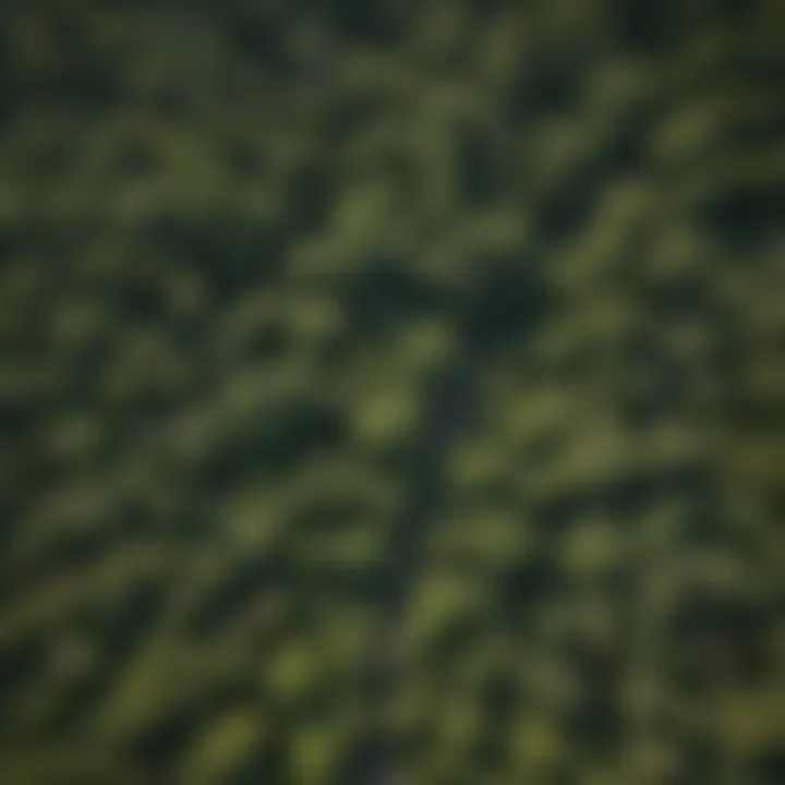 Aerial view of a tree canopy highlighting measurement techniques