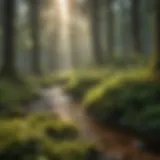 A serene forest landscape showcasing the natural habitat of midges
