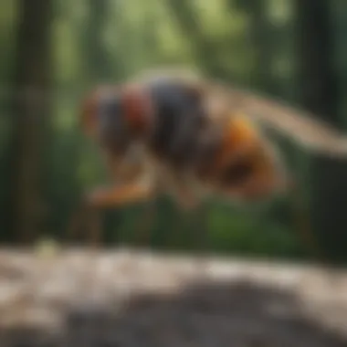 A detailed close-up of a midge insect highlighting its distinctive features