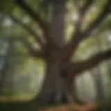 Innovative Tree Species Adaptation Research