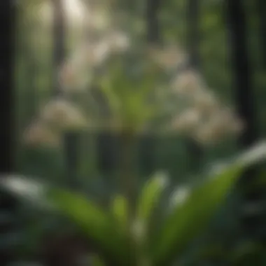 Milkweed plant in its natural habitat, illustrating its ecological environment