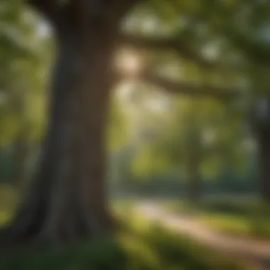 Diverse tree species in a Minneapolis urban park