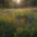 Wildflower Diversity in Missouri Vibrant wildflowers in a Missouri meadow