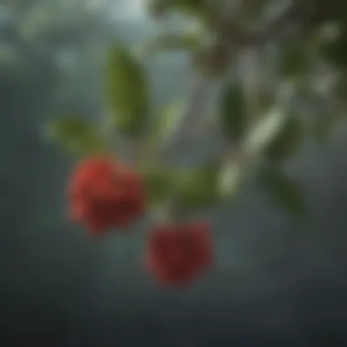 Mistletoe Berries Close-up