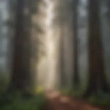 Serene Morning Mist Blanketing the Redwood Forest Misty Morning in Redwood Forest