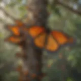 Monarch butterflies clustered on a tree branch