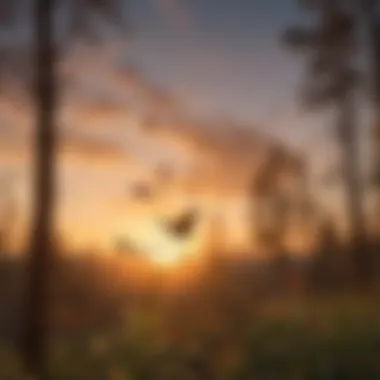 Monarch butterflies in flight against a sunset sky