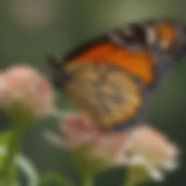 Graceful Monarch Butterfly on Milkweed Blossom Monarch butterfly resting on common milkweed flower