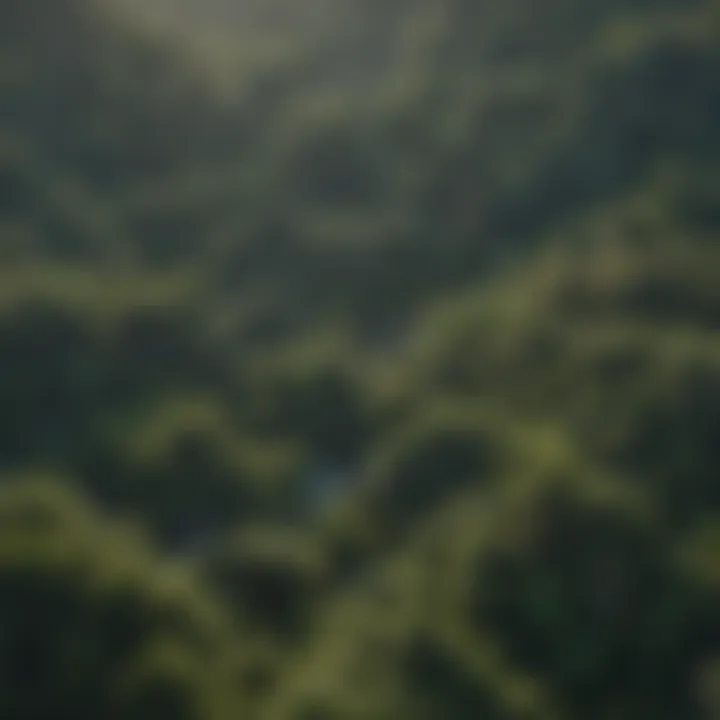 Aerial view of a lush American forest showcasing diverse ecosystems