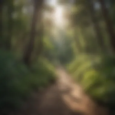 Hiking trail surrounded by lush vegetation on Mount Lemmon