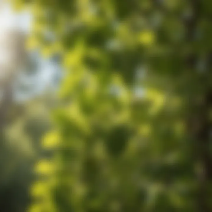 Mulberry Tree Leaves in California's Sunshine