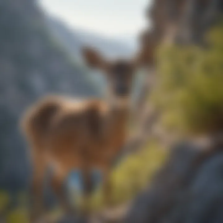 Mule Deer Fawn Exploring Coastal Cliffs of California