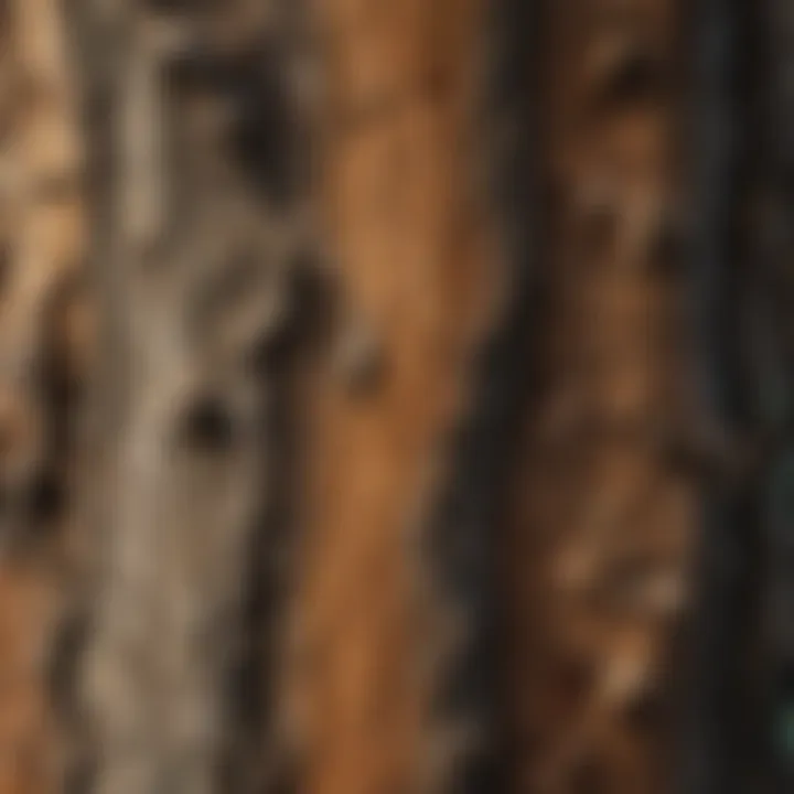 Mushroom-Like Tree Bark Texture