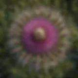 Aerial view of musk thistle infestation in an American forest