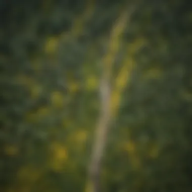 Infested Forest Area with Mustard Weed An aerial view of an infested forest area with mustard weed dominating the understory