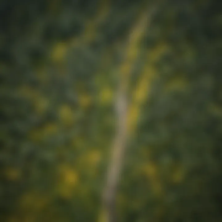 Infested Forest Area with Mustard Weed An aerial view of an infested forest area with mustard weed dominating the understory