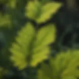 A close-up view of mustard weed leaves showcasing their distinct serrated edges