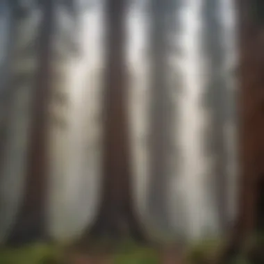 Mystical Morning Fog Amongst Sequoia Giants Mystical Morning Fog Amongst Sequoia Giants
