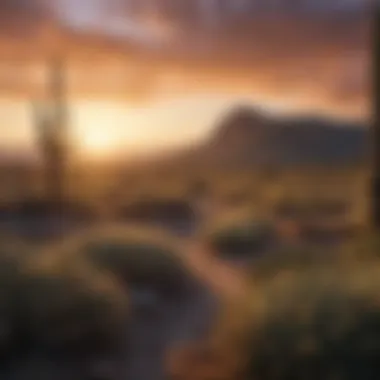 Dusk Serenity: National Parks Sunset Sunset over a vast desert landscape with cacti silhouettes