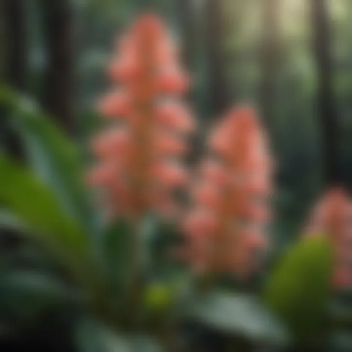 Native Ginger Plant Blossom Close-Up