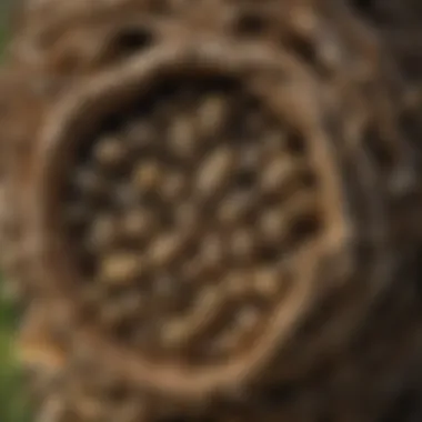 Nature's engineering masterpiece: a wasp nest