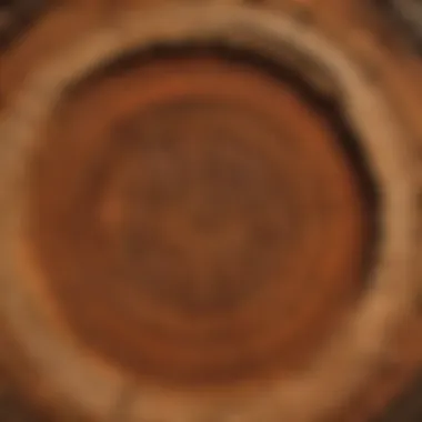 Tree Rings Close-Up Close-up of tree rings showing age and growth patterns