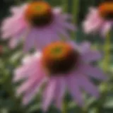 Bee Pollinating Purple Coneflower