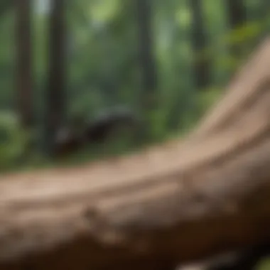 Insight into Carpenter Ant Swarmer Nesting Habits Carpenter Ant Swarmer Nesting Behavior