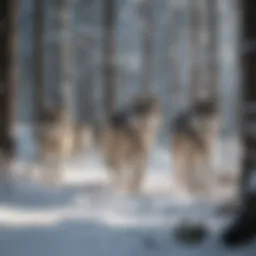 A wolf pack traversing a snow-covered forest landscape