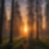 Silhouettes of trees against a sunset sky