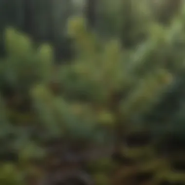 Close-up view of Norwegian spruce seedlings showcasing their needle-like leaves