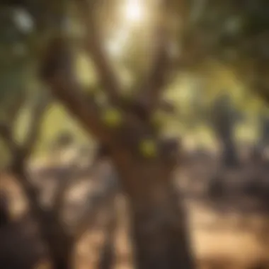 Close-Up of Olives on Olive Tree in Soft Sunlight