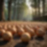 Onion Drying Techniques in Traditional Farming