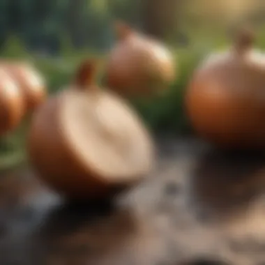 Onion Extracts: A Glimpse into Medicinal Potential Onion Extracts in Medicinal Research