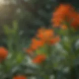 Vibrant Butterfly Milkweed Flourishing in Garden Lush Butterfly Milkweed Plant