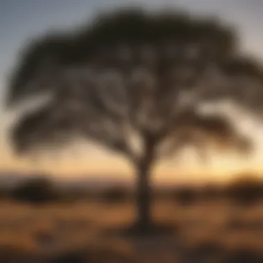Graceful Silhouette of Chinese Pistache Tree in Texas Panhandle