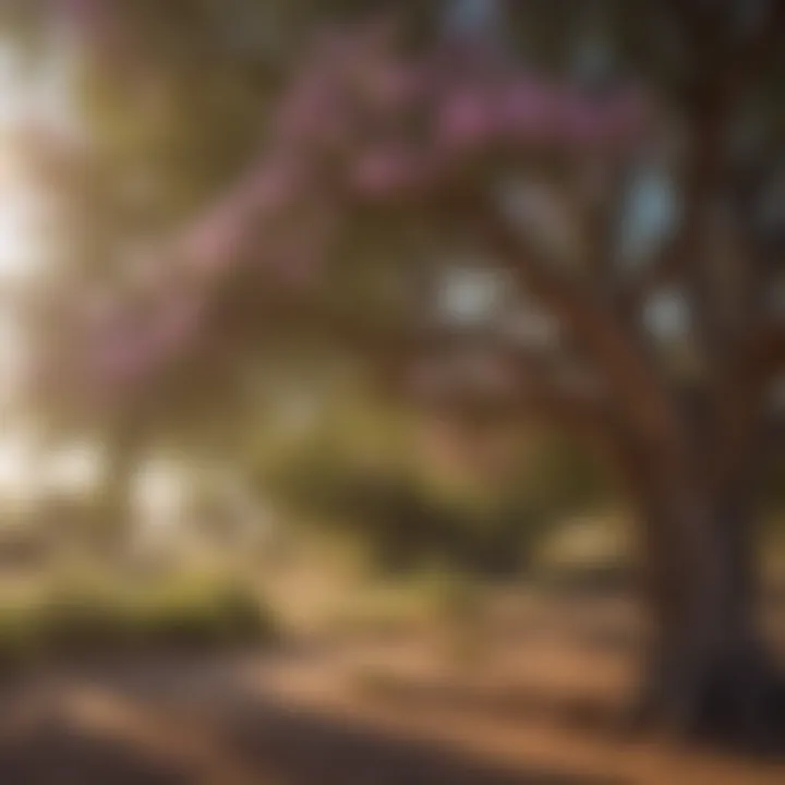 Seasonal Blossoms of Desert Willow Tree in Texas Panhandle