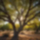 Vibrant Foliage of Palo Verde Tree in Texas Panhandle