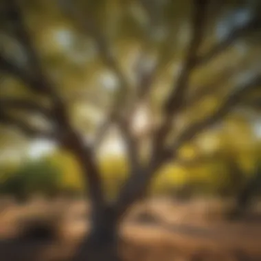Vibrant Foliage of Palo Verde Tree in Texas Panhandle