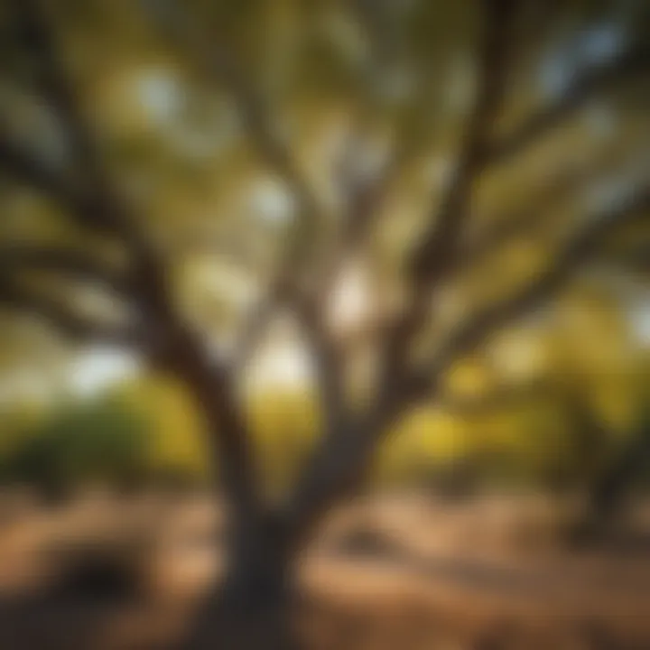 Vibrant Foliage of Palo Verde Tree in Texas Panhandle