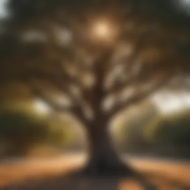 Sculptural Form of Texas Ebony Tree for Panhandle Climate