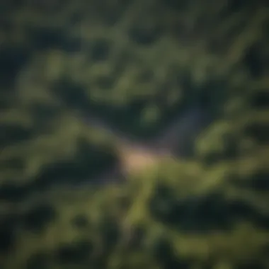 Aerial view of densely forested area with selective tree thinning