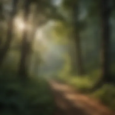 Majestic Ozarks Forest Canopy