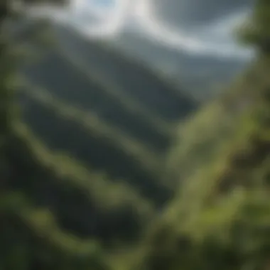 Panoramic view of El Yunque National Forest from a scenic overlook