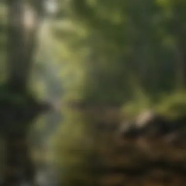 Panoramic view of Maine's lush forest surrounding a tranquil fishing spot