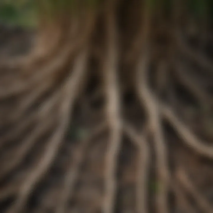 Close-up of intricate root system of para grass