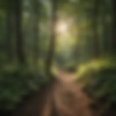 Sun-dappled trail through an enchanting woodland