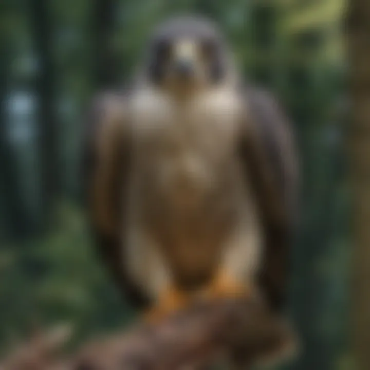 Close-up of Peregrine Falcon's Sharp Talons