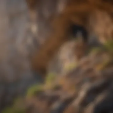 Peregrine Falcon Nesting in Rocky Cliffs